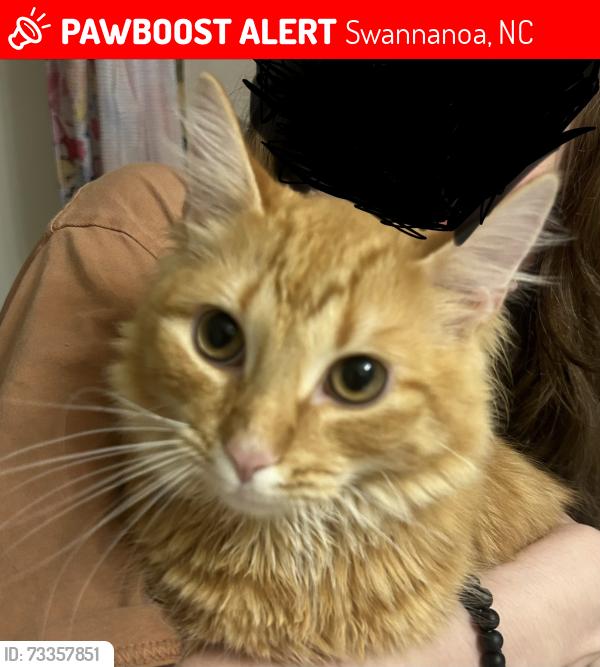 Lost Male Cat last seen Bee tree hardwood, Swannanoa, NC 28778