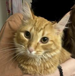 Lost Male Cat last seen Bee tree hardwood, Swannanoa, NC 28778