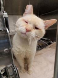 Shelter Stray Male Cat last seen , 1850 W 60th St, Los Angeles, CA 90047, USA
