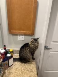 Lost Female Cat last seen 11th and Pennsylvania, Denver, CO 80203