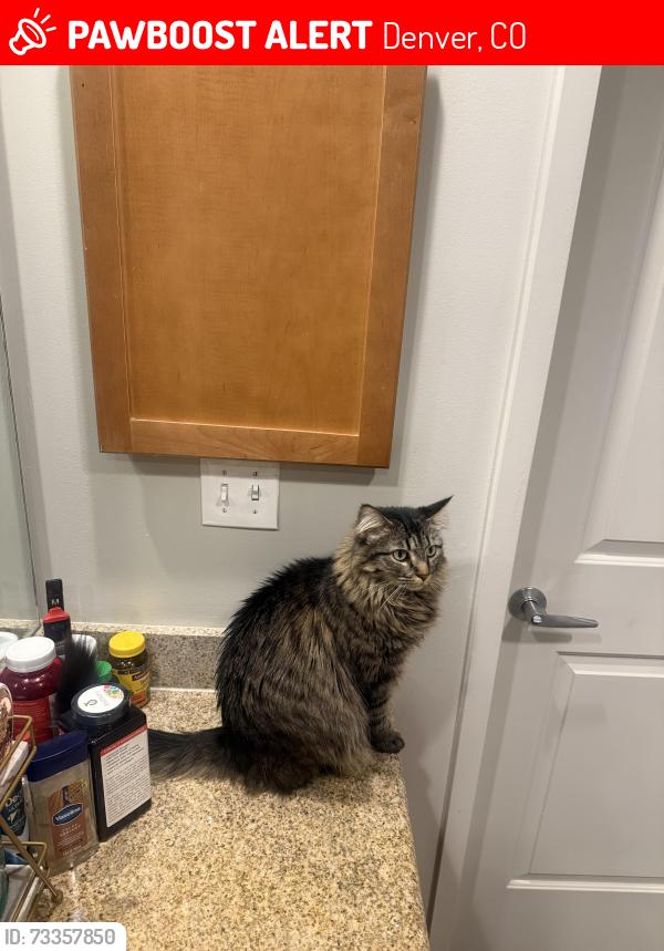 Lost Female Cat last seen 11th and Pennsylvania, Denver, CO 80203