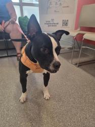 Shelter Stray Female Dog last seen Near BLOCK S BROOK STT, 3528 Newburg Rd, Louisville, KY 40218, USA