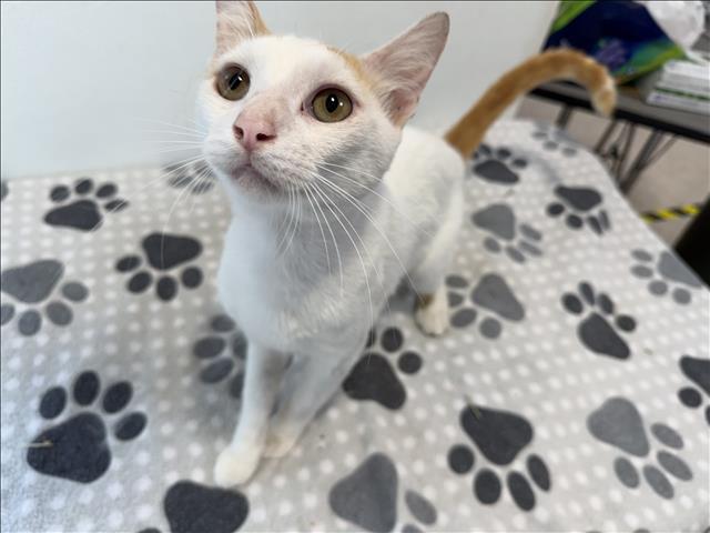 Shelter Stray Male Cat last seen , 957 N Gaffey St, San Pedro, CA 90731, USA