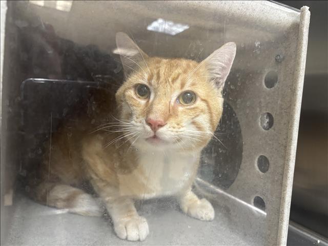 Shelter Stray Male Cat last seen , 957 N Gaffey St, San Pedro, CA 90731, USA