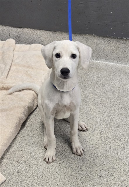 Shelter Stray Female Dog last seen Near BLOCK L L WALLACE RD, TALLAHASSEE FL 32305, 1125 Easterwood Dr, Tallahassee, FL 32311, USA