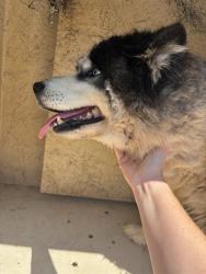 Shelter Stray Male Dog last seen Near BLOCK SW 78TH TER, OKLAHOMA CITY OK 73159, 2811 SE 29th St, Oklahoma City, OK 73129, USA