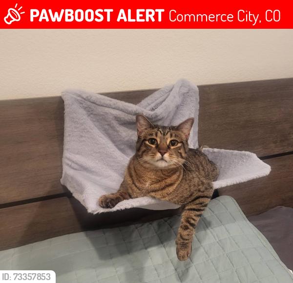 Lost Female Cat last seen 109th and Wheeling St, Commerce City, CO 80022
