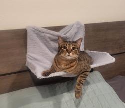 Lost Female Cat last seen 109th and Wheeling St, Commerce City, CO 80022