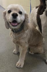 Shelter Stray Male Dog last seen Near BLOCK W PARKWAY BLVD, WEST VALLEY CITY UT 84128, 4522 W 3500 S, West Valley City, UT 84120, USA