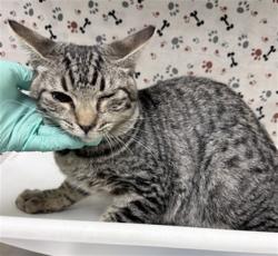 Shelter Stray Male Cat last seen Near BLOCK SUMMIT ST, RIVERSIDE CA 92504, 6851 Van Buren Boulevard, Jurupa Valley, CA 92509, USA