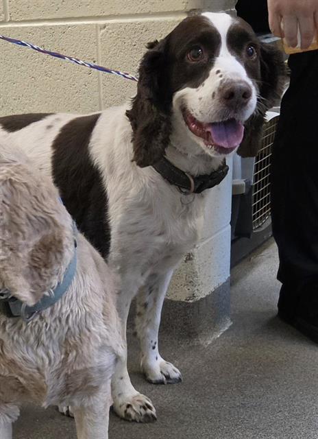 Shelter Stray Female Dog last seen Near BLOCK W PARKWAY BLVD, WEST VALLEY CITY UT 84128, 4522 W 3500 S, West Valley City, UT 84120, USA