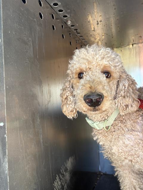 Shelter Stray Female Dog last seen Near BLOCK W 4700 S, TAYLORSVILLE UT 84129, 4522 W 3500 S, West Valley City, UT 84120, USA
