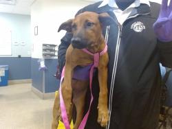 Shelter Stray Female Dog last seen Near BLOCK SW 292 ST, 3599 NW 79th Ave, Doral, FL 33122, USA