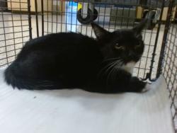 Shelter Stray Female Cat last seen Near BLOCK SW 52 ST, 3599 NW 79th Ave, Doral, FL 33122, USA