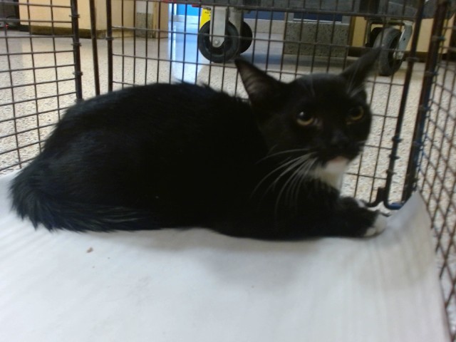 Shelter Stray Female Cat last seen Near BLOCK SW 52 ST, 3599 NW 79th Ave, Doral, FL 33122, USA