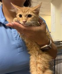Shelter Stray Female Cat last seen Near BLOCK W 49 ST, 3599 NW 79th Ave, Doral, FL 33122, USA
