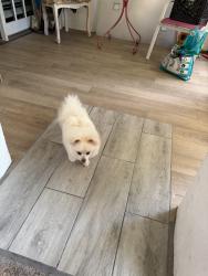 Lost Female Dog last seen Interstate 35, Austin, TX 78728