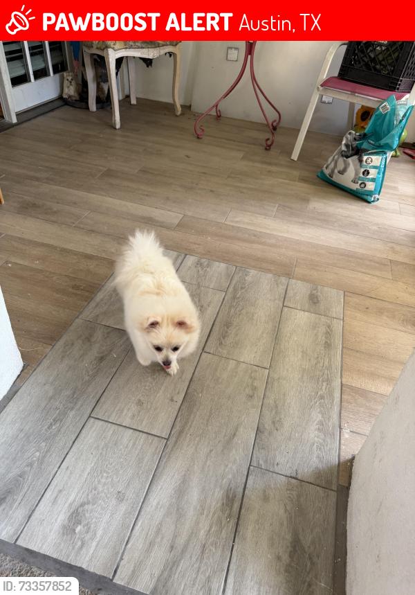 Lost Female Dog last seen Interstate 35, Austin, TX 78728