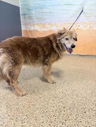 Shelter Stray Male Dog last seen Near BLOCK SW AND KROME, 3599 NW 79th Ave, Doral, FL 33122, USA