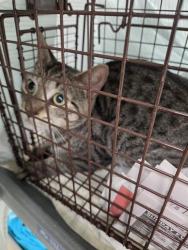 Shelter Stray Male Cat last seen Near BLOCK SW 29 AV, FORT LAUDERDALE FL 33312, 2400 SW 42nd St, Fort Lauderdale, FL 33312, USA