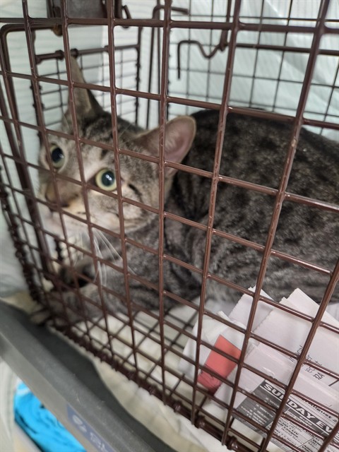 Shelter Stray Male Cat last seen Near BLOCK SW 29 AV, FORT LAUDERDALE FL 33312, 2400 SW 42nd St, Fort Lauderdale, FL 33312, USA
