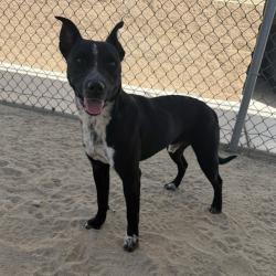 Shelter Stray Male Dog last seen Near BLOCK CHERRY COVE, PALM SPRINGS CA 92262, 72050 Pet Land Pl, Thousand Palms, CA 92276, USA
