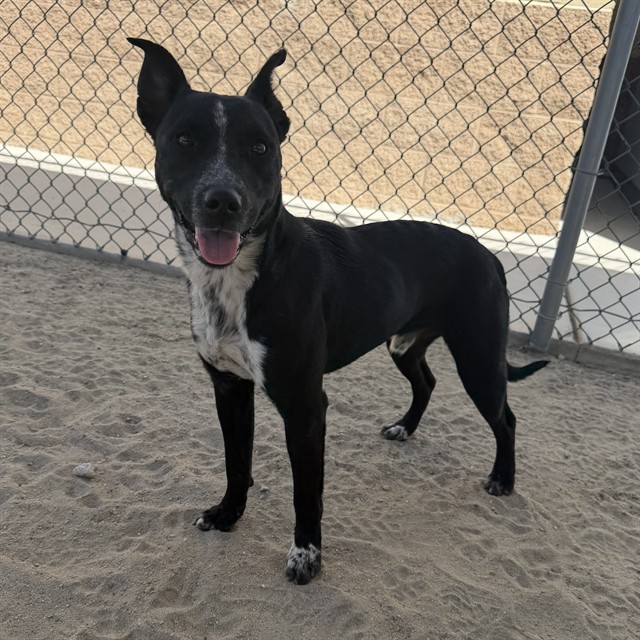 Shelter Stray Male Dog last seen Near BLOCK CHERRY COVE, PALM SPRINGS CA 92262, 72050 Pet Land Pl, Thousand Palms, CA 92276, USA