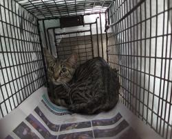 Shelter Stray Female Cat last seen Near BLOCK SW 29 AV, FORT LAUDERDALE FL 33312, 2400 SW 42nd St, Fort Lauderdale, FL 33312, USA