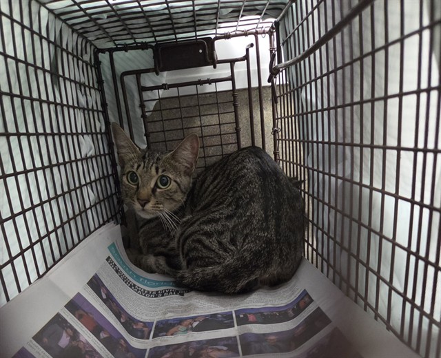 Shelter Stray Female Cat last seen Near BLOCK SW 29 AV, FORT LAUDERDALE FL 33312, 2400 SW 42nd St, Fort Lauderdale, FL 33312, USA