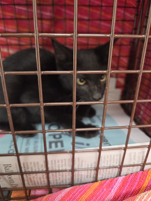 Shelter Stray Male Cat last seen Near BLOCK SW 13 ST, PEMBROKE PINES FL 33023, 2400 SW 42nd St, Fort Lauderdale, FL 33312, USA