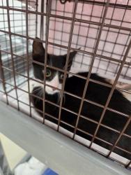 Shelter Stray Female Cat last seen Near BLOCK SW 13 ST, PEMBROKE PINES FL 33023, 2400 SW 42nd St, Fort Lauderdale, FL 33312, USA
