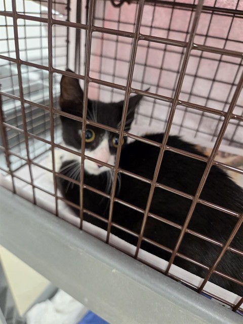Shelter Stray Female Cat last seen Near BLOCK SW 13 ST, PEMBROKE PINES FL 33023, 2400 SW 42nd St, Fort Lauderdale, FL 33312, USA