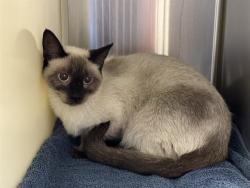 Shelter Stray Unknown Cat last seen Near BLOCK LANCASTER DR, COLORADO SPRINGS CO 80916, 610 Abbot Ln, Colorado Springs, CO 80905, USA