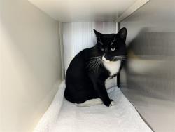 Shelter Stray Male Cat last seen Near BLOCK GLACIER DR, COLORADO SPRINGS CO 80910, 610 Abbot Ln, Colorado Springs, CO 80905, USA