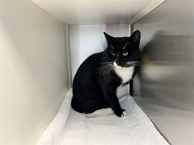 Shelter Stray Male Cat last seen Near BLOCK GLACIER DR, COLORADO SPRINGS CO 80910, 610 Abbot Ln, Colorado Springs, CO 80905, USA