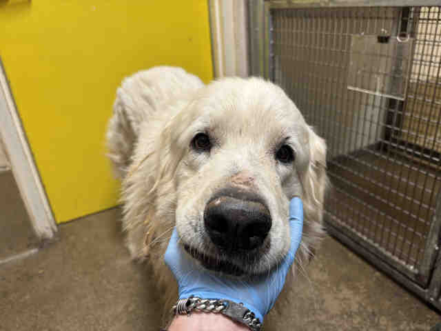 Shelter Stray Male Dog last seen DEER HORN VALLEY, 5821 Sweetwater Rd, Bonita, CA 91902, USA