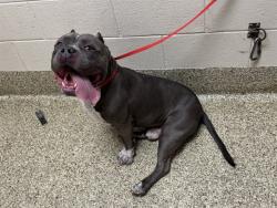 Shelter Stray Male Dog last seen MARKSHEFFEL RD, 610 Abbot Ln, Colorado Springs, CO 80905, USA