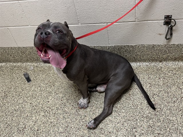 Shelter Stray Male Dog last seen MARKSHEFFEL RD, 610 Abbot Ln, Colorado Springs, CO 80905, USA