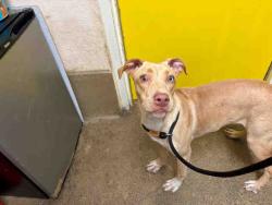Shelter Stray Female Dog last seen , 5821 Sweetwater Rd, Bonita, CA 91902, USA