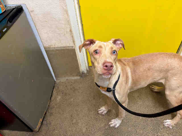 Shelter Stray Female Dog last seen , 5821 Sweetwater Rd, Bonita, CA 91902, USA
