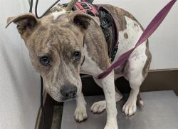 Shelter Stray Female Dog last seen , 4000 N Silverbell Rd, Tucson, AZ 85745, USA