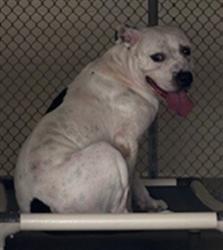 Shelter Stray Male Dog last seen , 232 Eslinger Way, Sanford, FL 32773, USA