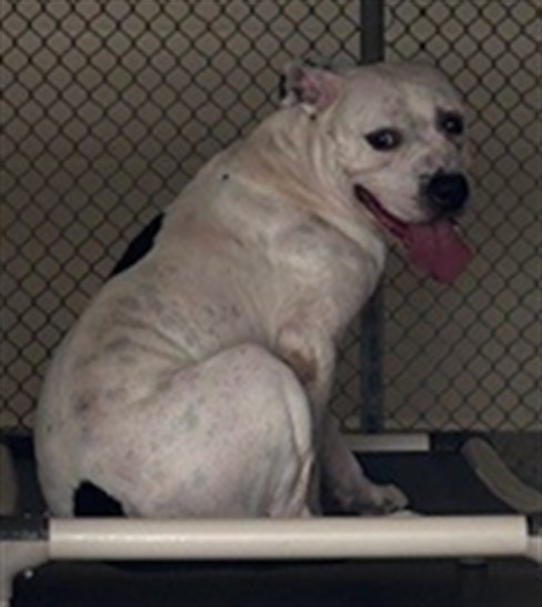 Shelter Stray Male Dog last seen , 232 Eslinger Way, Sanford, FL 32773, USA