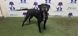 Shelter Stray Female Dog last seen , 2769 Conroy Rd, Orlando, FL 32839, USA