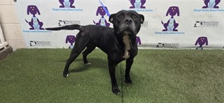 Shelter Stray Female Dog last seen , 2769 Conroy Rd, Orlando, FL 32839, USA