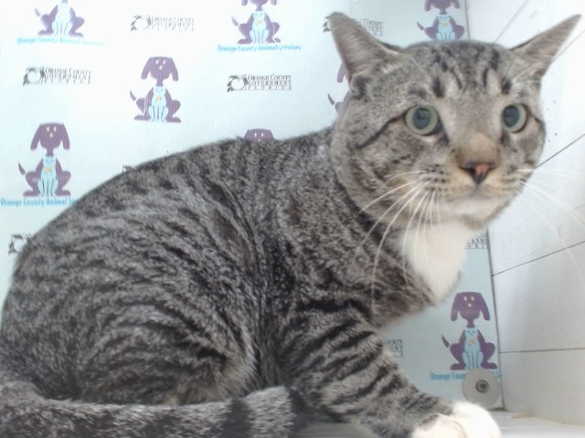 Shelter Stray Male Cat last seen , 2769 Conroy Rd, Orlando, FL 32839, USA