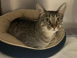 Shelter Stray Male Cat last seen CLIFFWOOD WAY & TERILYN ST, 2127 Front St, Sacramento, CA 95818, USA