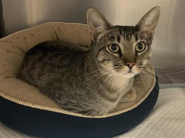 Shelter Stray Male Cat last seen CLIFFWOOD WAY & TERILYN ST, 2127 Front St, Sacramento, CA 95818, USA