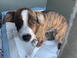 Shelter Stray Female Dog last seen VILLAGE CENTRE DR & LA MANCHA WAY, 2127 Front St, Sacramento, CA 95818, USA