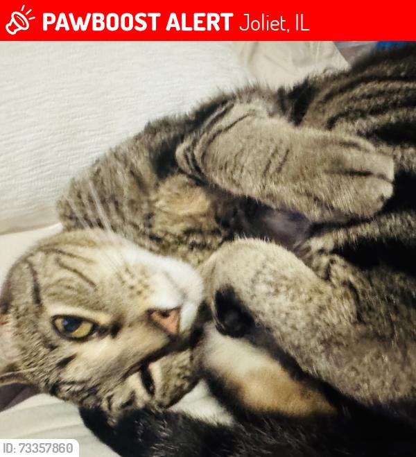 Lost Male Cat last seen Honeysuckle Lane, Joliet, IL 60431